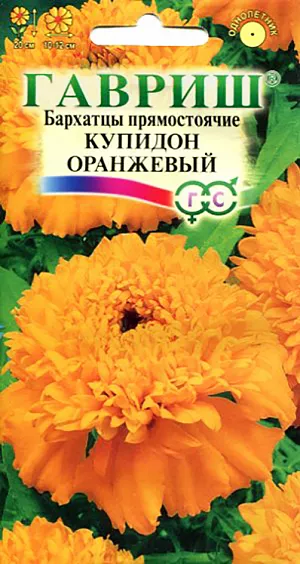Семена Бархатцы Купидон оранжевый прямостоячие.
Однолетнее растение семейства Сложноцветные. Стебли прямостоячие, 20 см высотой, сильно ветвистые от основания, боковые побеги отклоненные. Соцветия-корзинки яркого оранжевого цвета, 10-12 см в диаметре. 
В открытый грунт можно высевать в конце мая — начале июня. Всходы появляются на 5-10 день. 
Почву желательно накрыть нетканым материалом (акрил, лутрасил). В этом случае сеять можно на неделю-полторы раньше обычных сроков и тем самым ускорить цветение. На рассаду сеют в начале апреля. Цветение начнется в июне.
Бархатцы используют во всех видах цветников. Они хорошо растут в горшках, вазонах, балконных ящиках, в сочетании с примулами и цинерариями. Осенью цветущие растения можно перенести в комнату, где они прекрасно растут в течение зимы, а весной, высаженные в открытый грунт, образуют большой цветущий куст.
