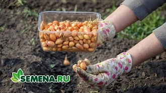 Сажаем осенью для весеннего урожая! Озимые лук, чеснок, зелень и не только Сажаем осенью для весеннего урожая! Озимые лук, чеснок, зелень и не только